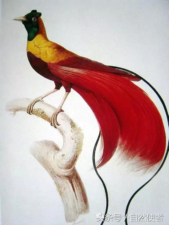 大卫爱登堡2024,美得令人窒息英文