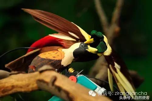 大卫爱登堡2024,美得令人窒息英文