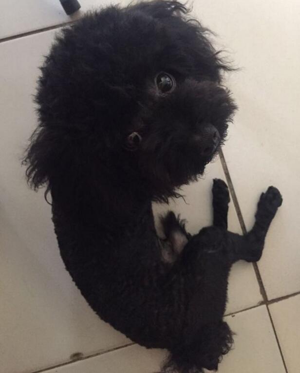 黑色泰迪更活泼,黑色泰迪和灰色泰迪配会出什么色