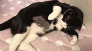 猫笑起来多可怕,猫笑的样子和正常样子