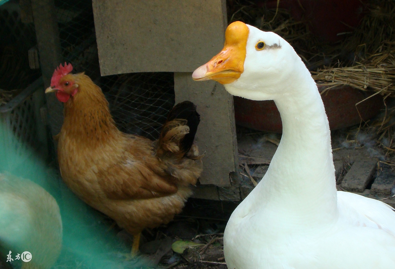 漳州野生放养土鸡,野生放养土鸡