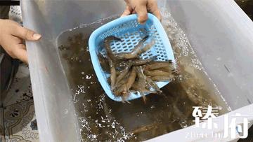 五招识别泡过“尸药”的毒海鲜，这些我们在厦门竟然常常吃！