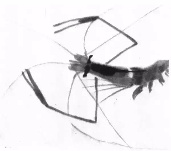 怎么临摹齐白石画的虾教程,齐白石虾的画法教程