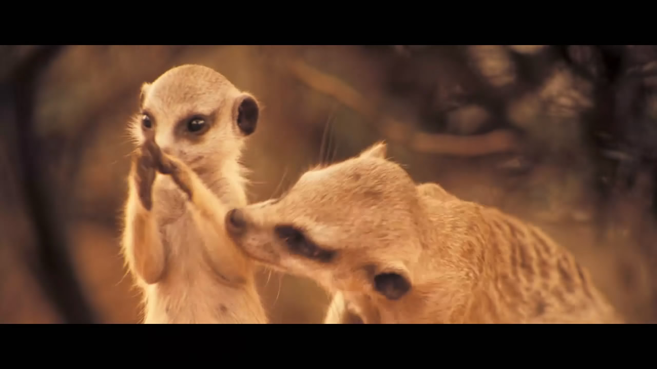 王朝狐獴纪录片,非洲纪录片狐獴
