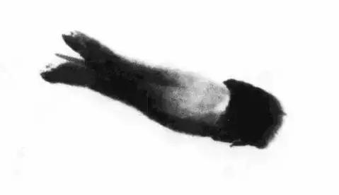 怎么临摹齐白石画的虾教程,齐白石虾的画法教程