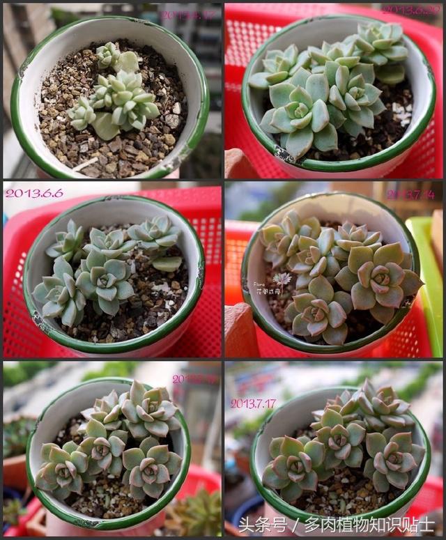 多肉植物怎么养才能活得更好呢,多肉植物养不活