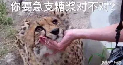 碰到猎豹怎么办,遇到猎豹视频