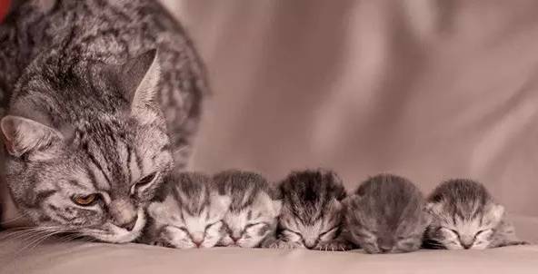 猫咪怀孕期间,这些事情你必须要知道!