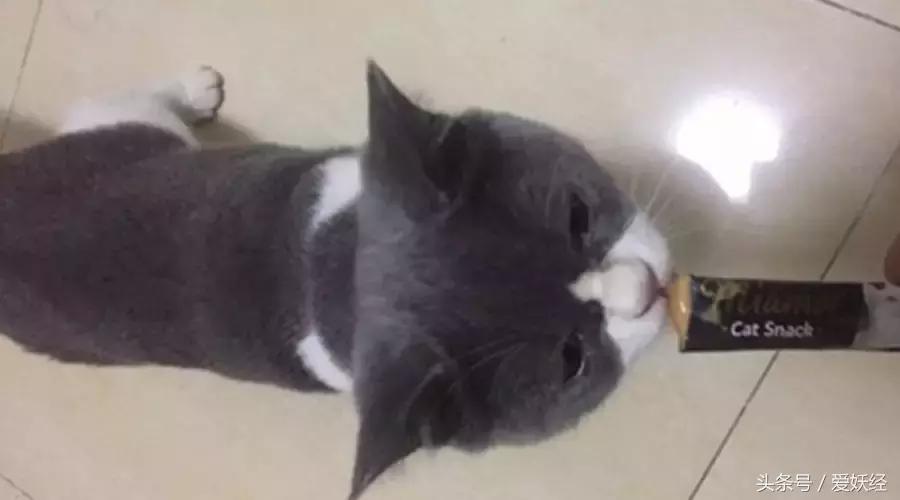 对猫咪真正有用的化毛产品,爱妖经