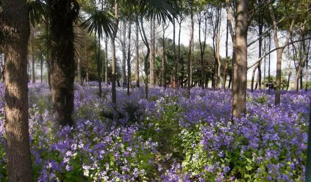 上海坐地铁直达的玩的地方,上海地铁直达花海