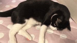 猫笑的样子和正常样子,猫笑起来瘆人