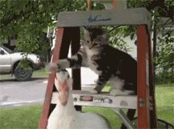 猫笑的样子和正常样子,猫笑起来瘆人