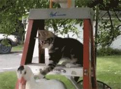 猫笑的样子和正常样子,猫笑起来瘆人