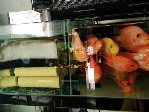 <html>
<head><title>502BadGateway</title></head>
<body>
<center><h1>502BadGateway</h1></center>
<hr><center>nginx</center>
</body>
</html>
<!--apaddingtodisableMSIEandChromefriendlyerrorpage-->
<!--apaddingtodisableMSIEandChromefriendlyerrorpage-->
<!--apaddingtodisableMSIEandChromefriendlyerrorpage-->
<!--apaddingtodisableMSIEandChromefriendlyerrorpage-->
<!--apaddingtodisableMSIEandChromefriendlyerrorpage-->
<!--apaddingtodisableMSIEandChromefriendlyerrorpage-->
