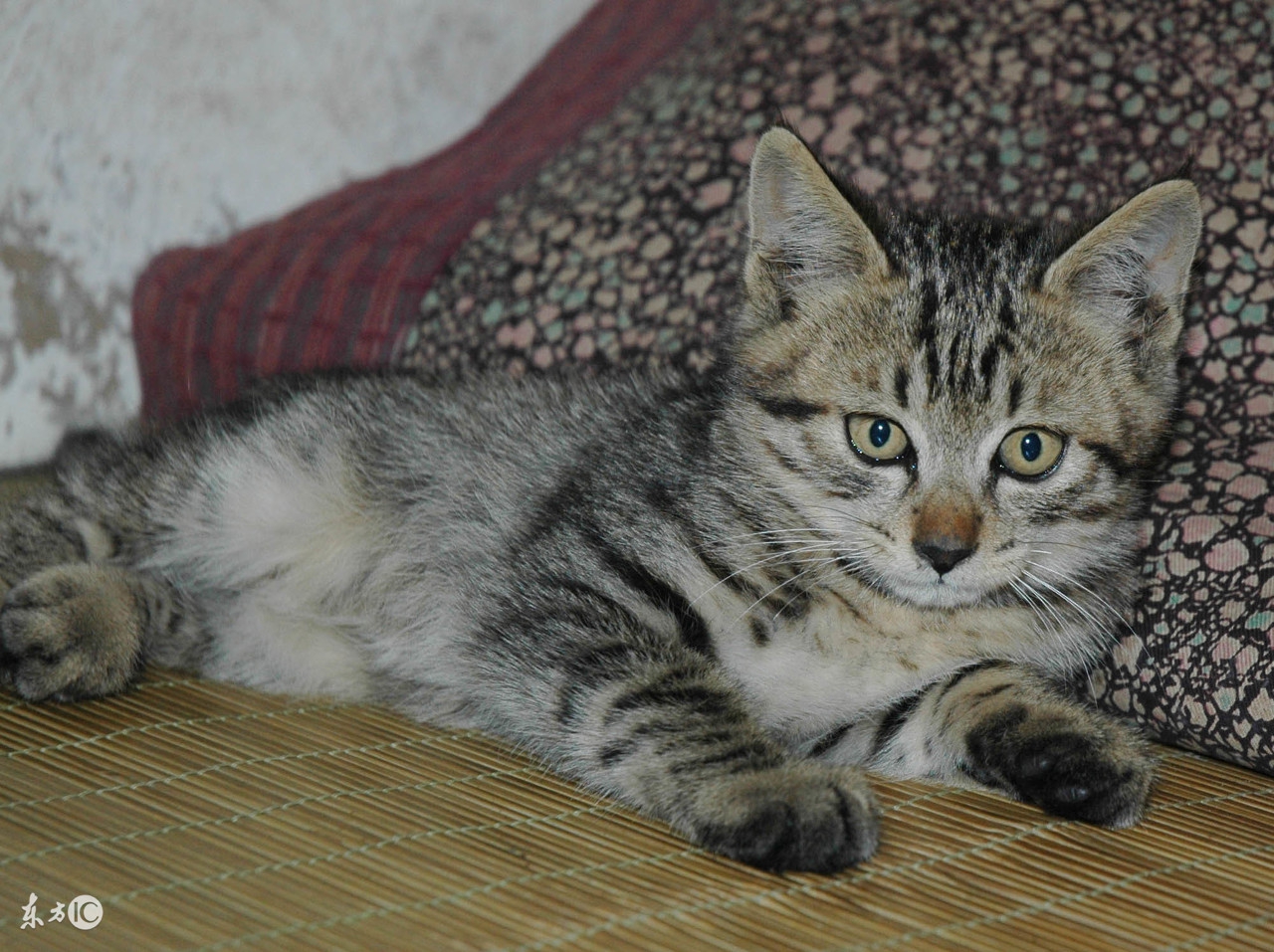 怎么让猫咪独处一个月,主人不在家猫咪怎么度过