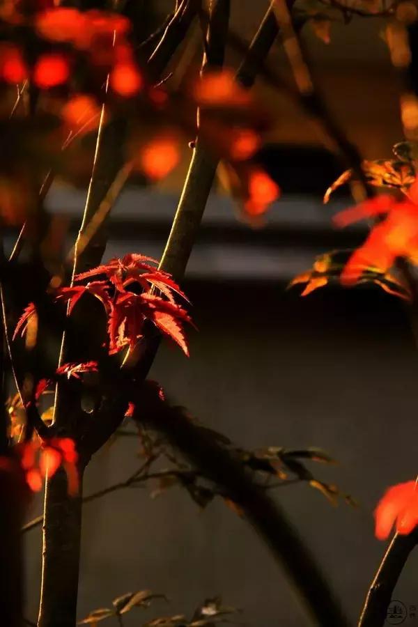 纳兰词六首我是人间惆怅客,纳兰容若我是人间惆怅客全诗