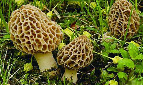 种羊肚菌一亩收入,种植羊肚菌一亩地能赚多少钱