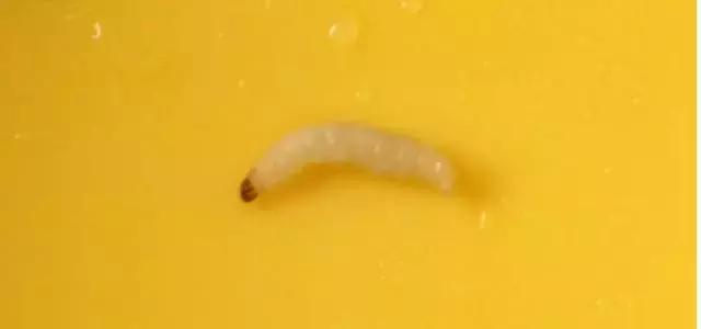 猫粮科普,科普猫粮知识