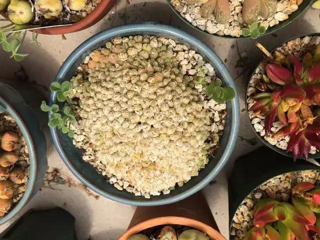 南非秘宝,遗落在世间的宝藏