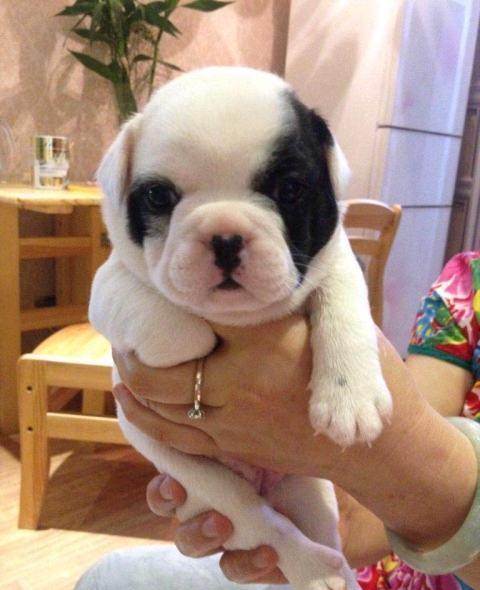 家里有狗狗该怎么养猫,家里有一个英国斗牛犬是什么体验