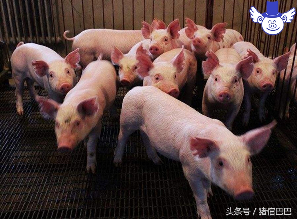 仔猪站不起怎么治,仔猪站不起来什么病用什么药打针