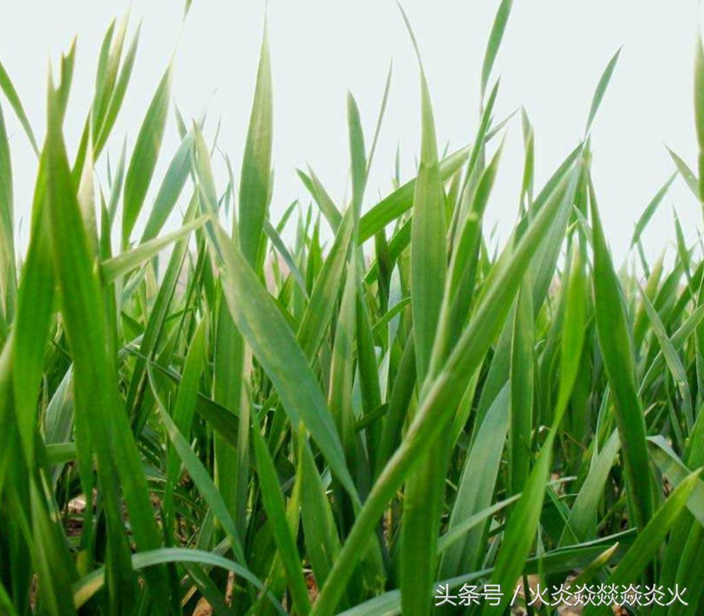 小麦包衣助高产,小麦投入与产出