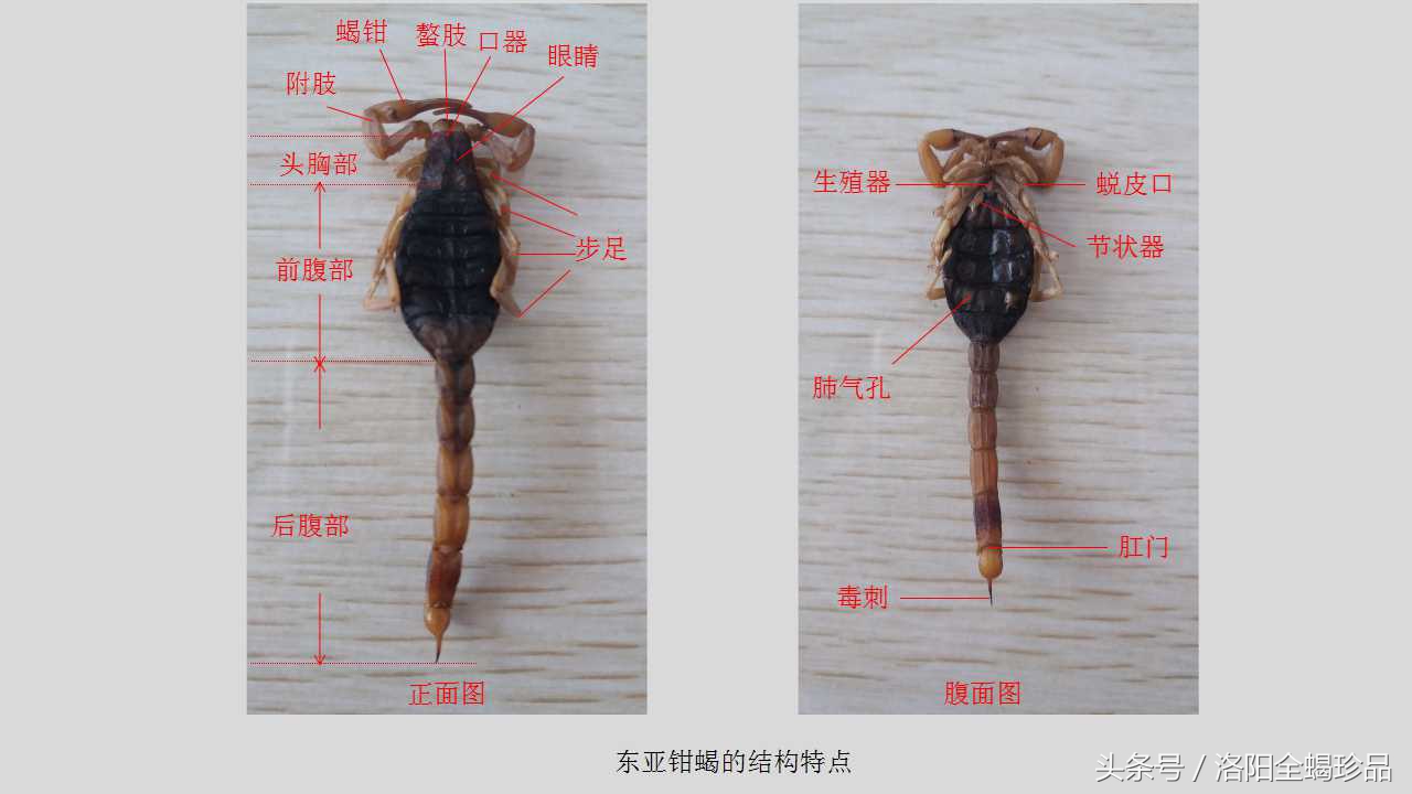 蝎子蜕皮需要什么营养,怎样避免蝎子蜕皮时受到同类蚕食