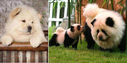 世界名犬,松狮犬可爱视频