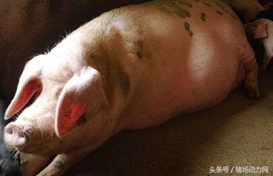 母猪不发情?如何从诱情、发情鉴定、人工授精上做好工作