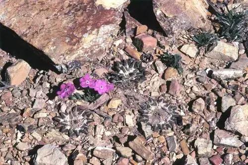 南非秘宝,遗落在世间的宝藏