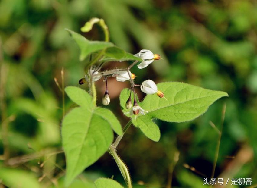 长红果子的野草名字,农村有哪些抗各种癌的野草药