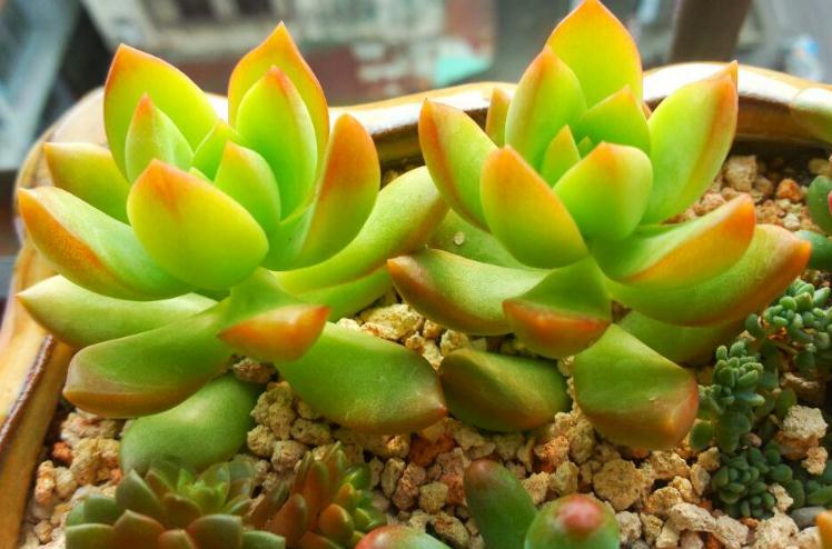 最全多肉图鉴大全,图鉴植物