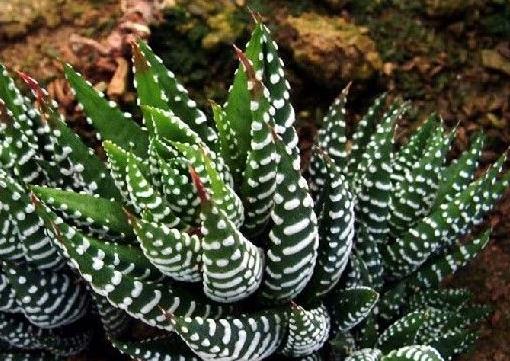 不知道什么植物养不活,不知道自己养的多肉是什么品种