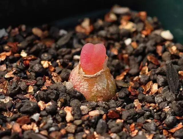 南非秘宝,遗落在世间的宝藏