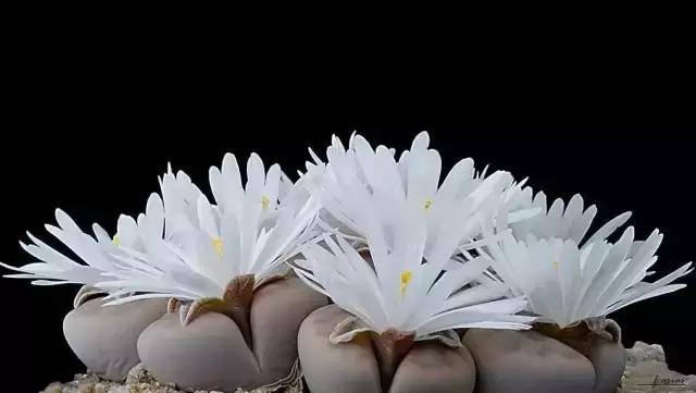 南非秘宝,遗落在世间的宝藏