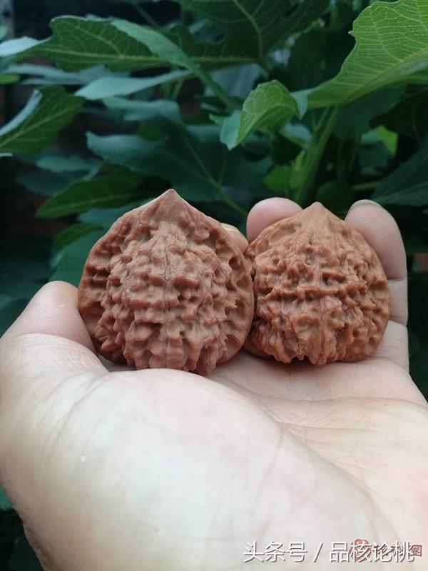 在哪个平台买核桃比较靠谱 (核桃淘宝买哪种比较好)