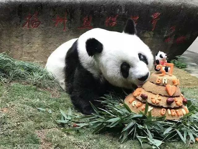 四川地震熊猫爬树躲避,汶川地震时受惊的熊猫