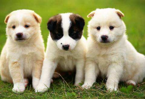 纯种狗狗需要什么证书,双血统狗狗都有什么证书