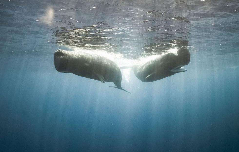 鲸鱼和其他动物的大小对比,鲸鱼和各种动物