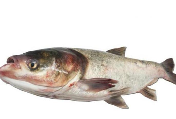 青鱼草鱼鲢鱼鳙鱼被称为四大家鱼,和鳙鱼相似的鱼有哪些