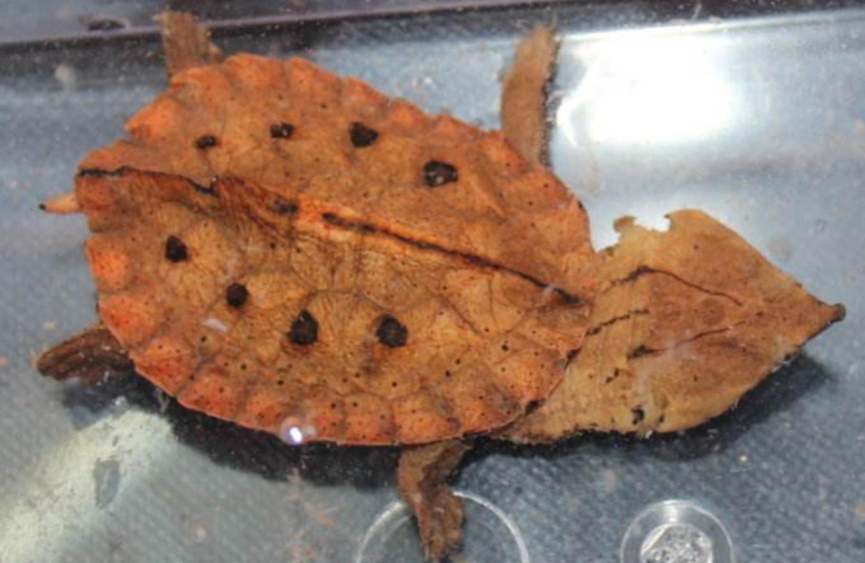 水龟都有哪些,水龟都有什么样的