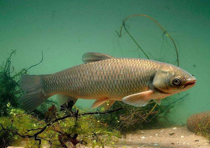 大头鱼跟白鲢鱼区别图片,青鱼草鱼鲢鱼鳙鱼被称为四大家鱼