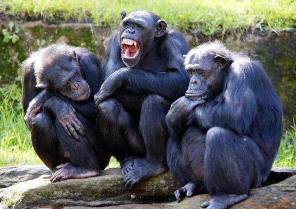 我们为什么是右撇子？这就要从200万年前找答案了！