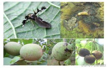 核桃怎么防止招虫害呢图片,地下核桃虫的防治办法