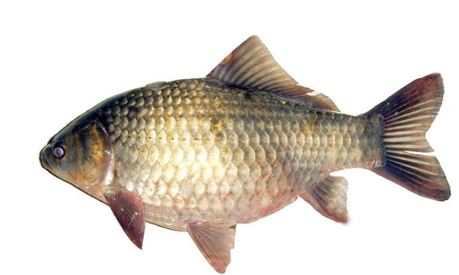 青鱼草鱼鲤鱼怎么区分,河鱼鲢鱼大头鱼有什么区别