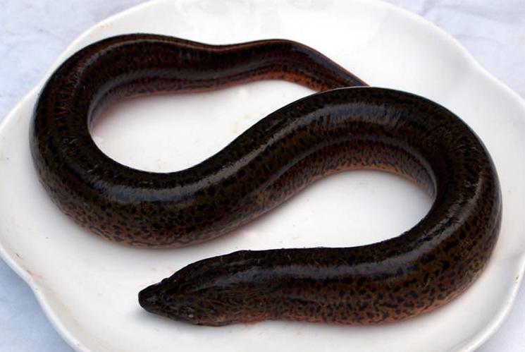 青鱼草鱼的区分,鲢鱼与青鱼和草鱼的区别