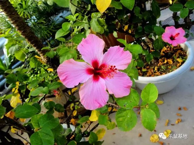 送花别弄混了月季和玫瑰 (玫瑰跟月季我和她你分得清吗)