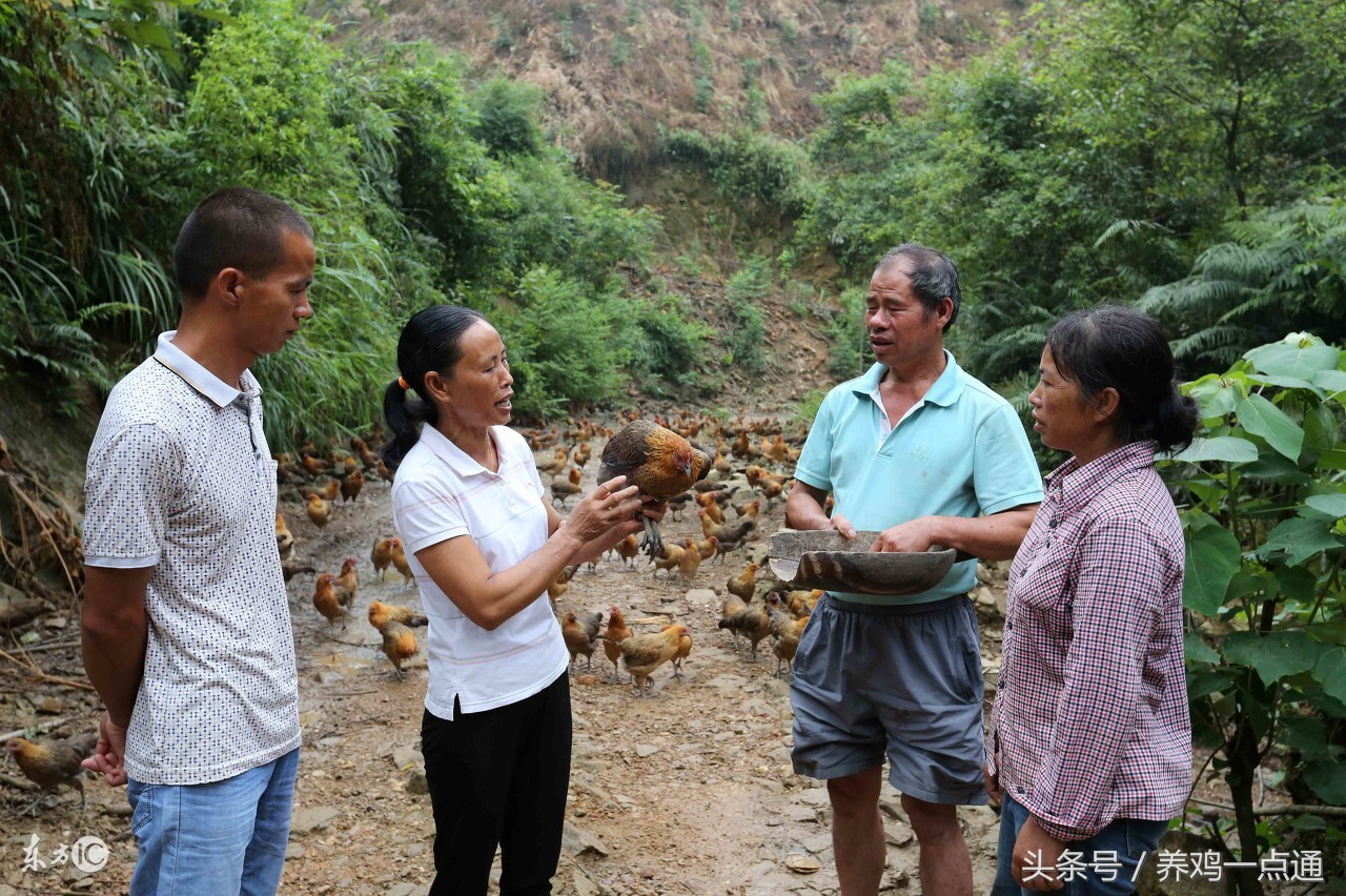 做兽医怎么样,做兽医需要学什么专业