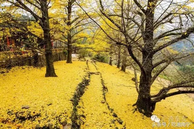 广西深秋好看的地方,广西的秋天哪里风景最美