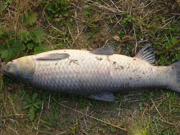 青鱼草鱼鲢鱼鳙鱼被称为四大家鱼,和鳙鱼相似的鱼有哪些